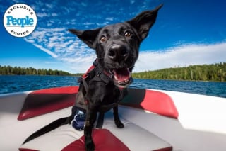 Illustration de l'article : Wheelber, un chien à mobilité réduite, pose en pleine nature dans une séance photo professionnelle pour attirer son futur foyer