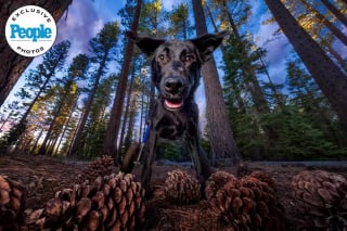 Illustration de l'article : Wheelber, un chien à mobilité réduite, pose en pleine nature dans une séance photo professionnelle pour attirer son futur foyer