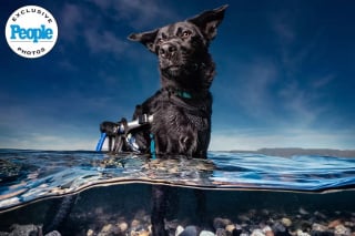 Illustration de l'article : Wheelber, un chien à mobilité réduite, pose en pleine nature dans une séance photo professionnelle pour attirer son futur foyer