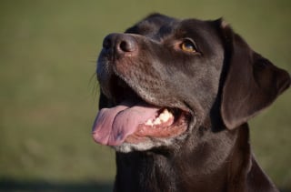 Illustration de l'article : Un chien protège de l'hypothermie son maître victime d'une chute en pleine forêt et subissant des pluies torrentielles pendant 2 nuits