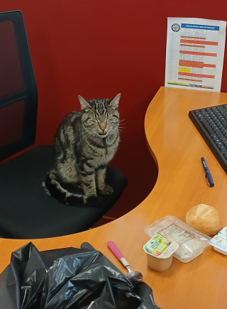 Illustration de l'article : Un chat surgit des bois et vient à la rencontre des policiers ignorant encore que sa famille le cherchait depuis 2 mois