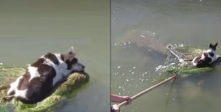 Illustration de l'article : Une nouvelle vie attend Dorothea 4 mois après le sauvetage de cette chienne découverte sur un chariot de supermarché flottant sur un canal