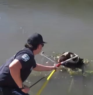 Illustration de l'article : Une nouvelle vie attend Dorothea 4 mois après le sauvetage de cette chienne découverte sur un chariot de supermarché flottant sur un canal