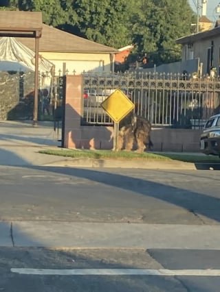 Illustration de l'article : Un grand chien abandonné dans la rue et terrifié entrevoit l'espoir grâce à des bénévoles dévoués