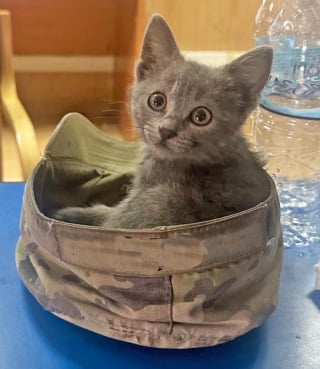 Illustration de l'article : Un militaire sauve un chaton de 2 semaines lors d'un déploiement à l'étranger et fait tout son possible pour lui offrir une vie meilleure