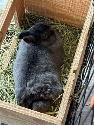 Illustration de l'article : Des pompiers lancent une opération de sauvetage insolite pour un lapin piégé derrière une cheminée