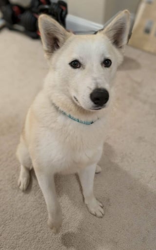 Illustration de l'article : 18 photos de chiens et de chats qui ont enfin trouvé leur maison pour la vie