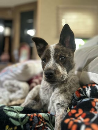 Illustration de l'article : 18 photos de chiens et de chats qui ont enfin trouvé leur maison pour la vie