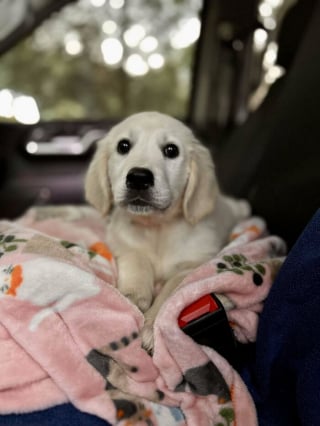 Illustration de l'article : 18 photos de chiens et de chats qui ont enfin trouvé leur maison pour la vie