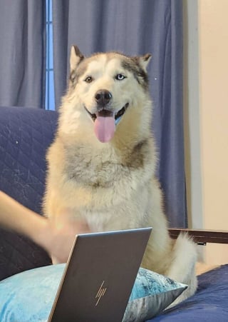 Illustration de l'article : 18 photos de chiens et de chats qui ont enfin trouvé leur maison pour la vie