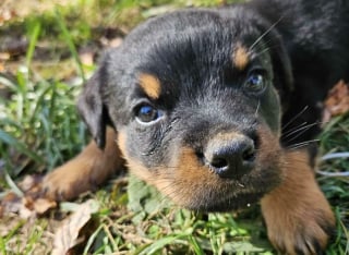 Illustration de l'article : 18 photos de chiens et de chats qui ont enfin trouvé leur maison pour la vie