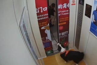 Illustration de l'article : Un chien dont la laisse se coince dans les portes d'un ascenseur échappe au pire de justesse (vidéo)