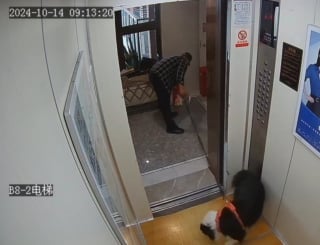 Illustration de l'article : Un chien dont la laisse se coince dans les portes d'un ascenseur échappe au pire de justesse (vidéo)