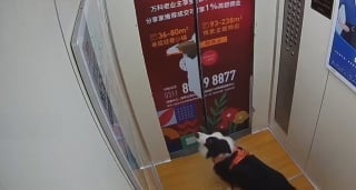 Illustration de l'article : Un chien dont la laisse se coince dans les portes d'un ascenseur échappe au pire de justesse (vidéo)