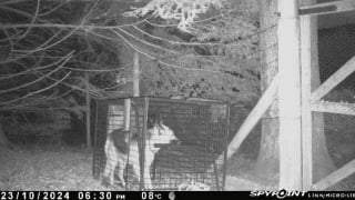 Illustration de l'article : Perdu dans la forêt depuis 17 jours, un chien parcourt des kilomètres avant de retrouver enfin sa famille grâce à l’aide de sauveteurs bien équipés