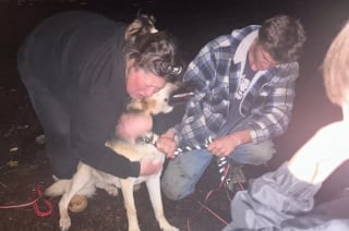 Illustration de l'article : Perdu dans la forêt depuis 17 jours, un chien parcourt des kilomètres avant de retrouver enfin sa famille grâce à l’aide de sauveteurs bien équipés