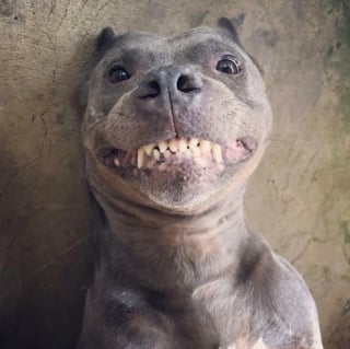 Illustration de l'article : 13 photos qui feront taire les idées reçues à propos des Pitbulls