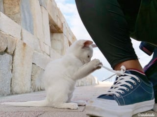 Illustration de l'article : 18 photos pour vous montrer que les chats peuvent parfois être d’incroyables clowns