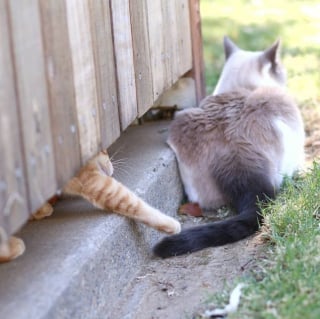 Illustration de l'article : 18 photos pour vous montrer que les chats peuvent parfois être d’incroyables clowns