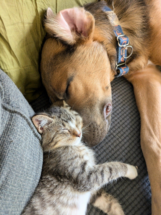 Illustration de l'article : Un chaton avec un oeil en moins devient le meilleur ami d'un chiot et l'aide à vaincre sa timidité