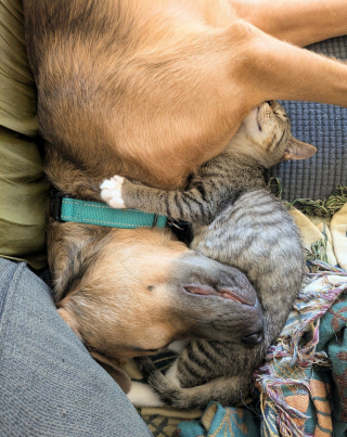 Illustration de l'article : Un chaton avec un oeil en moins devient le meilleur ami d'un chiot et l'aide à vaincre sa timidité