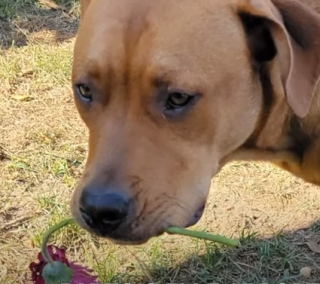 Illustration de l'article : Cette chienne n’a jamais connu la mère de son maître, mais retrouve sa tombe au cimetière (vidéo) 