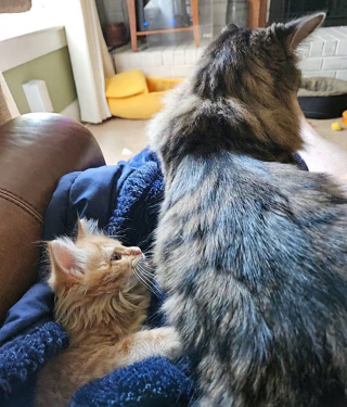 Illustration de l'article : Un chaton qui vivait seul sous une terrasse trouve une famille aimante et une meilleure amie pour la vie 