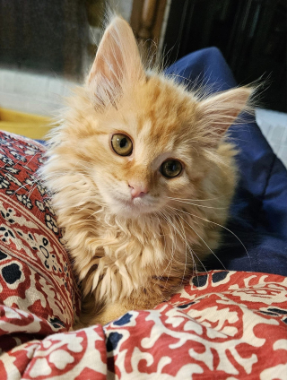 Illustration de l'article : Un chaton qui vivait seul sous une terrasse trouve une famille aimante et une meilleure amie pour la vie 