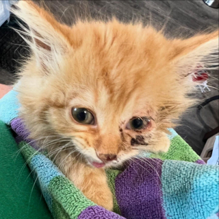 Illustration de l'article : Un chaton qui vivait seul sous une terrasse trouve une famille aimante et une meilleure amie pour la vie 