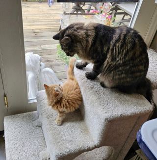 Illustration de l'article : Un chaton qui vivait seul sous une terrasse trouve une famille aimante et une meilleure amie pour la vie 