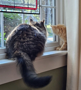 Illustration de l'article : Un chaton qui vivait seul sous une terrasse trouve une famille aimante et une meilleure amie pour la vie 