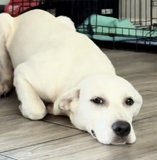 Illustration de l'article : Un chiot abandonné sous une chaleur accablante est sauvé une mère de famille bienveillante (vidéo)