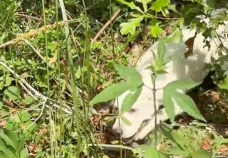 Illustration de l'article : Un chiot abandonné sous une chaleur accablante est sauvé une mère de famille bienveillante (vidéo)