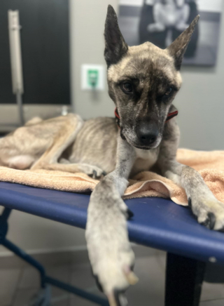 Illustration de l'article : Un chien cachectique qui se nourrissait d'ordures se bat courageusement pour rester en vie et prendre un nouveau départ