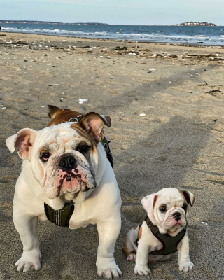 Illustration de l'article : 14 photos de chiens combinant leurs portraits en tant que chiots et à l’âge adulte