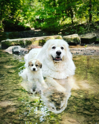 Illustration de l'article : 14 photos de chiens combinant leurs portraits en tant que chiots et à l’âge adulte