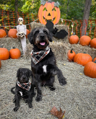 Illustration de l'article : 14 photos de chiens combinant leurs portraits en tant que chiots et à l’âge adulte