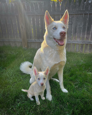 Illustration de l'article : 14 photos de chiens combinant leurs portraits en tant que chiots et à l’âge adulte