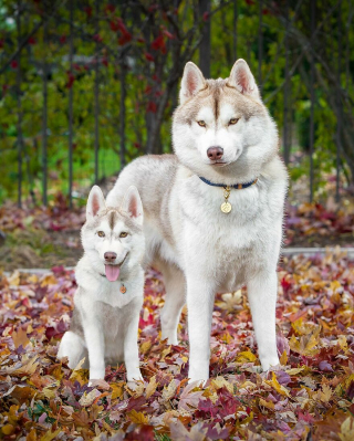 Illustration de l'article : 14 photos de chiens combinant leurs portraits en tant que chiots et à l’âge adulte