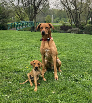 Illustration de l'article : 14 photos de chiens combinant leurs portraits en tant que chiots et à l’âge adulte