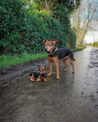 Illustration de l'article : 14 photos de chiens combinant leurs portraits en tant que chiots et à l’âge adulte