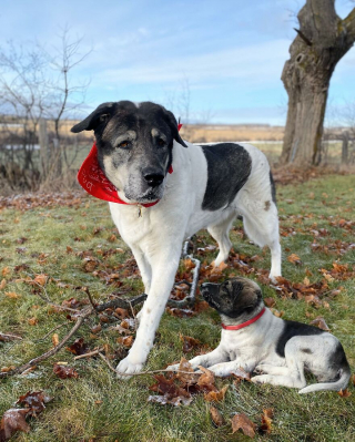 Illustration de l'article : 14 photos de chiens combinant leurs portraits en tant que chiots et à l’âge adulte