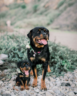 Illustration de l'article : 14 photos de chiens combinant leurs portraits en tant que chiots et à l’âge adulte