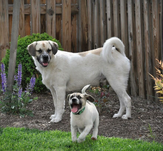 Illustration de l'article : 14 photos de chiens combinant leurs portraits en tant que chiots et à l’âge adulte