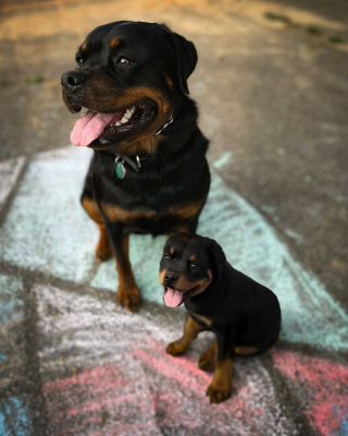 Illustration de l'article : 14 photos de chiens combinant leurs portraits en tant que chiots et à l’âge adulte