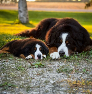 Illustration de l'article : 14 photos de chiens combinant leurs portraits en tant que chiots et à l’âge adulte