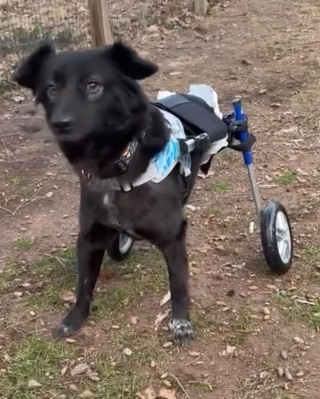 Illustration de l'article : Malgré son handicap, rien n’arrête cette adorable chienne à 2 pattes qui cherche toujours son foyer pour la vie (vidéo)