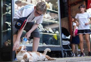 Illustration de l'article : Depuis 17 ans, une chatte embellit la journée des vendeurs sur un souk de Turquie 