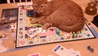 Illustration de l'article : 14 photos de chats qui ont décidé qu’ils étaient les maîtres des jeux de société