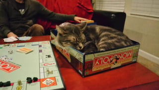 Illustration de l'article : 14 photos de chats qui ont décidé qu’ils étaient les maîtres des jeux de société